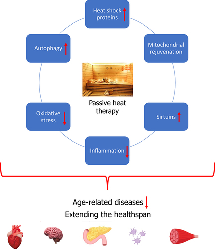 Figure 4. Mechanisms mediating the anti-aging health benefits of passive heat therapy.