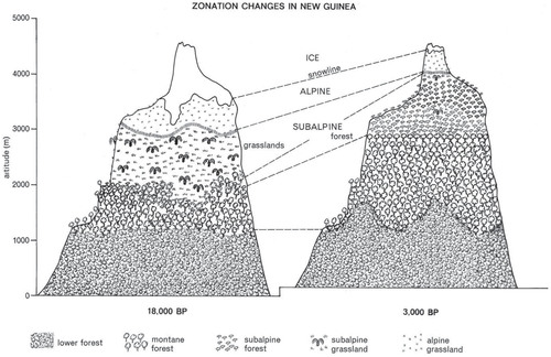 FIGURE 4. Zonation changes with post-glacial warming in New Guinea. The subalpine biome changes from open tree fern shrublands to low closed forest.