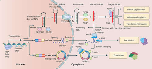 Figure 2 Overview biogenesis and function of ncRNA in AB cells. MicroRNA (miRNA), long non-coding RNA (lncRNA), and circular RNA (circRNA) are presented along with their fundamental biogenesis and main functional mechanisms. The details are described in the text.