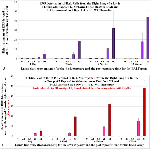 Figure 8. (A) Relative amount of ROS in all BAL cells of rats one day or 1, or 13 weeks after they were exposed to airborne lunar dust (a replica of Figure 6(C) plotted here to ease comparison. (B) ROS levels in all BAL neutrophils were multiplied by 2 and plotted here to compare with the ROS levels of all BAL cells (Figure 8(A)). Note, we initially assumed that the level of oxidants generated by a neutrophil = the level of oxidants generated by a BC; however, data from Driscoll, Deyo, et al. (Citation1997) showed that the oxidative capacity of a neutrophil is twofold of that of a BAL cell from rats exposed to quartz.