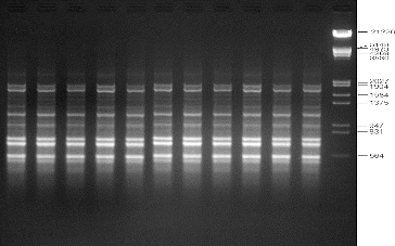 Figure 3. Representative RAPD profiles of in vitro raised and donor plants of A. marina generated using primer OPB-07. Lanes 1–10: randomly selected regenerated plants; lane D: donor plant; lane M: lambda DNA/EcoRI+HindIII marker (Cat no. SM0193; Fermentas, GmbH, Germany).