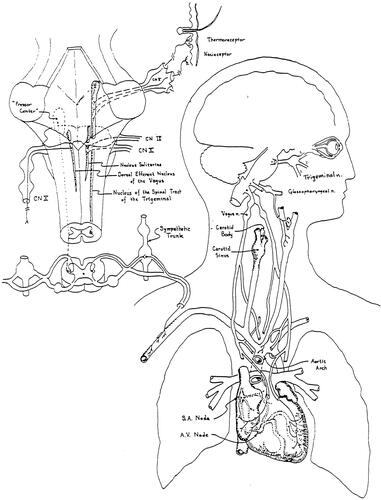 Figure 4 Neuroanatomy of the oculocardiac reflex. Trigeminal nerve afferents including extraocular muscle proprioceptors travel from the first division of the trigeminal nerve to be processed in the brain stem with efferent the cardiac vagus nerve.