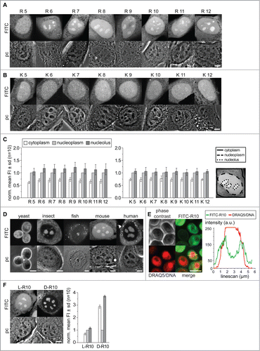 Figure 1. Distribution of poly-(R)and poly-(K)peptides in living cells. Intracellular distribution of poly-R peptides in (A) and poly-K peptides (B) in living C2C12 mouse cells. In each panel, the fluorescence image is on top of the corresponding phase contrast image. Nucleoli are clearly visible as dark round structures within the nuclei in the phase contrast images. The bar diagrams in (C) show the quantification of the poly-K and poly-R peptide mean fluorescence in cytoplasm, nucleoplasm and nucleoli averaged for 10 cells from 2 independent experiments. The nucleoplasmic values were used for normalization. Areas for quantification were defined as described in methods and overlayed with fluorescence images as shown. Intracellular distribution of R10 peptide in living cells of different species as indicated is shown in (D). In (E) living yeast cells were further stained with DRAQ5 for better visualization of the nucleus and a line intensity profile in arbitrary units (a.u.) of both DNA and peptide is shown. The intracellular distribution of (D) and L-R10 peptides in living C2C12 cells and the corresponding quantification of mean fluorescence intensities is shown in (F). Scalebars: 5 µm.