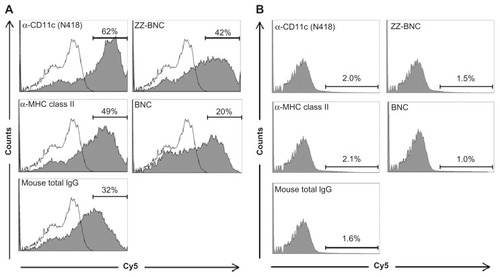 Figure 4 Flow cytometric analysis of in vivo attachment of α-DC-ZZ-BNC complexes to splenic DCs. (A) Distributions of Cy5-derived fluorescence in splenic DCs isolated from Cy5-labeled α-DC-ZZ-BNC complex-injected mice and untreated mice are indicated by closed and open histograms, respectively. (B) Distributions of Cy5-derived fluorescence in splenic CD11c− cells isolated from Cy5-labeled α-DC-ZZ-BNC complex-injected mice.Notes: The percentages (%) of ZZ-BNC+ cells in DCs and CD11c− cells are indicated as numbers.Abbreviations: DC, dendritic cell; ZZ-BNC, BNC displaying ZZ domains.