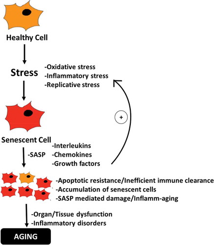 Figure 1. Schematic diagram depicting the role of senescent cells in driving the process of aging. Oxi-inflammatory stress contributes to the development of senescent cells which gradually accumulate and promote inflamm-aging, resulting in tissue and organ dysfunctions and pro-tumorigenic environment characteristic of aging-phenotype.