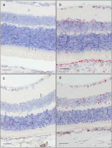 Figure 8. In situ hybridization staining (red dots) of Tnf (a), Tgfβr3 (b), F5 (c), and Dusp1 (d) transcripts in the retina of albino mice. Scale bar: 25 µm.