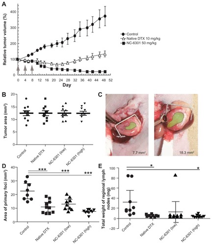 Figure 4 Antitumor effect of NC-6301 in murine models of tumors: (A) efficacy of NC-6301 and docetaxel (DTX) against MDA-MB-231 human breast tumor. MDA-MB-231 tumor cells (3 × 106 cells/animal) were inoculated subcutaneously into the back (day −27), and intravenous administration three times at 4-day intervals (indicated by arrows) started on day 0 when tumor volumes were 218 ± 20 mm3 (average plus or minus standard error). The dose of NC-6301 is expressed as equivalent to DTX.# (B–E) Efficacy of NC-6301 and DTX against metastatic scirrhous gastric carcinoma: (B) Tumor area at the start of drug administration (day 0) – OCUM-2MLN tumor cells (5 × 106 cells/ animal) were inoculated into the subserosa of gastric walls of the mice (day −14), and intravenous administration three times at a 4-day interval started on day 0, when tumor areas were 13 ± 3 mm2 in all conditions; (C) photos of the smallest and the largest tumors on day 0 (green shading represents the tumor area); (D) tumor area of primary foci on day 14 – the doses of NC-6301 low and high represent 50 and 65 mg/kg/injection, respectively; (E) total weight of regional lymph nodes on day 14.##Notes: #Each point represents the mean measurement for seven mice, and bars indicate the standard error; ##each point represents the individual value, each bold line represents the mean measurement for ten mice, and bars indicate the standard error; control and treated groups were compared statistically. *P < 0.05; ***P < 0.001 (Student’s t-test).