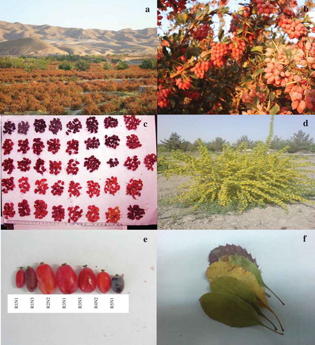 Figure 1. Diversity among barberries accessions: (a) commercial orchard of seedless barberry in Iran, (b) seedless barberry fruit at time of harvesting, (c) fruit variation among the 42 accessions, (d) seedless barberry at the full bloom stage, (e) berry variation among some accession, and (f) variation among leaves for some studied accessions.