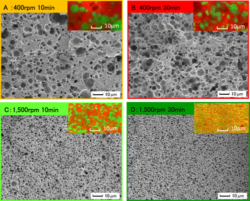 Figure 4. Scanning electron micrographs and confocal laser scanning micrographs of the fat globules in cheeses processed at different stirring speeds and times. The emulsifying salt is PDSP. Green and red fields highlight the fat and protein regions with a 100× oil immersion objective, respectively. Scale bars are 10 μm.