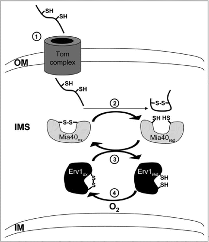 Figure 1 Redox-regulated protein import into mitochondria: the disulfide relay system. Simplified model of the components and steps involved in import of small IMS proteins. In the first step (1) the IMS proteins that contain conserved cysteine residues, are translocated into the IMS via the Tom complex. For high import efficiency, they have to be in a reduced, unfolded state. Upon arrival in the IMS, these proteins are oxidized and thus folded by the redox-activated import receptor Mia40 (2). Due to the folding, the IMS proteins are trapped in the IMS and cannot traverse back through the Tom channel into the cytosol. Subsequently, Mia40 directly interacts with the sulfhydryl oxidase Erv1 to get re-oxidized (3). Erv1 itself maintains in an oxidized state by the use of molecular oxygen as a final electron acceptor (4). Reduced and oxidized thiol groups are indicated by SH and SS, respectively.