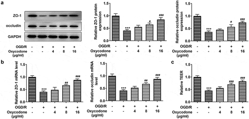 Figure 2. Oxycodone improved the permeability damage of OGD/R-induced brain microvascular endothelial cells. The expressions of ZO-1 and occludin were measured using Western blot (a) and RT-qPCR (b). (c) The relative TEER was detected using TEER analysis. ***P < 0.05 vs. control; #P < 0.05, ##P < 0.01 and ###P < 0.001 vs. OGD/R.