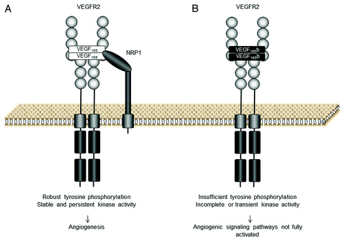 Figure 2. VEGF165b and VEGF165 interaction with VEGF receptor 2 (VEGFR2). (A) The VEGFR2 binding site of VEGF165 interacts with the VEGFR2 extracellular domain. VEGF165 functions as a dimer and promotes the formation of VEGFR2 dimers resulting in activation of the kinase domains via the phosphorylation of its tyrosine residues. Robust tyrosine phosphorylation results in the activation of angiogenic signaling pathways. (B) VEGF165b binds the VEGFR2 binding site with equal affinity to VEGF165 but does not bind neuropilin 1 (NRP1) co-receptor. The C-terminus of VEGF165b is neutral and there is insufficient torsional rotation for complete tyrosine phosphorylation, although weak phosphorylation can occur (adapted from ref. Citation11)