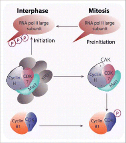 Figure 1. The CAK participates in both CDK-cyclin activation and transcription initiation. CAK has been shown to be required for the activation of CDK1-cyclin B at mitosis and is also recruited into the TFIIH general transcription factor via its XPD subunit and, as part of this complex, it triggers the initiation of RNA polymerase II transcription through phosphorylation of the carboxy terminal domain of its largest subunit. Degradation of XPD, likely triggered after phosphorylation by CDK1-cyclin B, is proposed to be responsible for mitotic silencing of transcription.