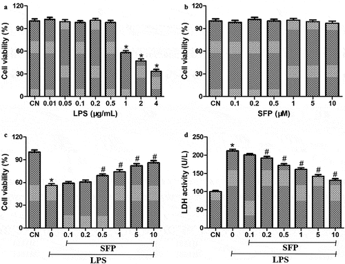 Figure 1. Effects of sulforaphane (SFP) on viability of Caco-2 cells exposed to LPS. (a) Cells were treated with different concentrations of LPS (0.01–4 μg/mL) for 24 h. (b) Cells were treated with different concentrations of sulforaphane (0.1–10 μM) for 24 h. (c) Cells were treated with 1 μg/mL LPS and different concentrations of sulforaphane for 24 h. (d) Cultures treated as in panel (C) were also assayed for LDH activity. Values are mean ± SD (n = 6). Difference between two groups was performed by an independent-samples t-test, *P < 0.05 vs. control group (CN); #P < 0.05 vs. LPS group. The difference between different concentrations of sulforaphane was performed using one-way analysis of variance