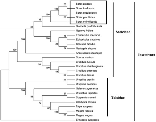 Figure 1. Phylogenetic tree generated using the Maximum Parsimony method based on complete mitochondrial genomes. Crocidura lasiura (KR007669), Crocidura shantungensis (JX968507), Crocidura attenuata (KP120863), Crocidura russula (AY769264), Episoriculus macrurus (KU246040), Episoriculus caudatus (KM503097), Neomys fodiens (KM092492), Nectogale elegans (KC503902), Anourosorex squamipes (KJ545899), Blarinella quadraticauda (KJ131179), Suncus murinus (KJ920198), Soriculus fumidus (AF348081), Sorex araneus (KT210896), Sorex cylindricauda (KF696672), Sorex unguiculatus (AB061527), Sorex tundrensis (KM067275), Sorex gracillimus (MF426913), Talpa europaea (Y19192), Urotrichus talpoides (AB099483), Uropsilus soricipes (JQ658979), Uropsilus gracilis (KM379136), Mogera wogura (AB099482), Mogera robusta (KT934322), Condylura cristata (KU144678), Galemys pyrenaicus (AY833419), Scapanulus oweni (KM506754), and Erinaceus europaeus (NC002080).