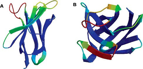 Figure 1. 3D structure of anti-Cap-specific VHHs predicted by the SWISS-MODEL: Nb1 (A) and Nb2 (B).