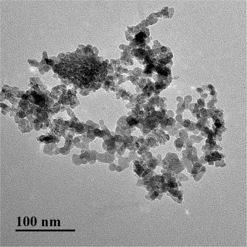 Figure 2 Transmission electron microscopy images of anatase nanoparticulate TiO2. Nanoparticulates suspended in DMEM-F12 were 6–7 nm in size.