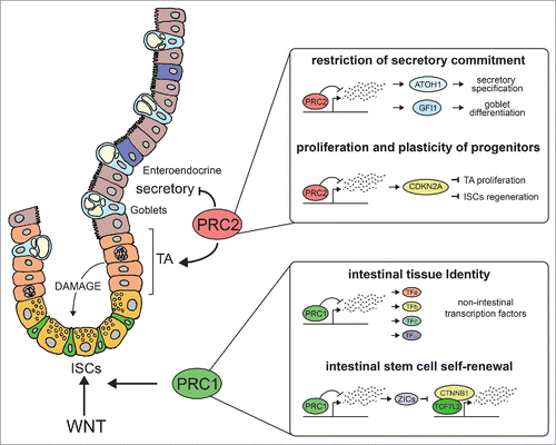 Figure 1. An Eph-induced signaling cascade prevents cytokinesis completion: possible physiological and pathological consequences. Activation of Eph signaling in dividing cells interrupts or delays cytokinesis which increases the fraction of polyploid cells. In the neocortex polyploid neurons could participate in generating neuronal diversity while in other tissues, cytokinesis defects could increase genomic instability and participate in tumor initiation.