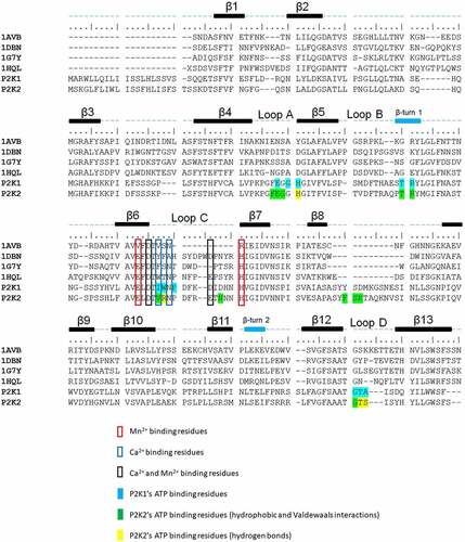 Figure 1. Multiple sequence alignments of P2K2 and P2K1 extracellular domains by comparing four crystalized lectin proteins. 1AVB (Phaseolus vulgaris), 1DBN (Maackia amurensis), 1G7Y (Dolichos biflorus) and 1HQL (Griffonia simplicifolia). The figure was generated using Bioedit.