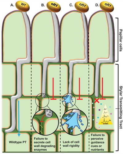 Figure 1. Potential models for AtOFT1 behavior during pollen tube penetration.Illustration of proposed mechanisms for the oft1 mutant pollen tube penetration defect. A, Col-0 (WT) PT rapidly traversing the transmitting tract towards the ovary, while oft1 mutant PTs (B-D) exhibit slower penetration rates through these tissues, which most often results in arrested growth. B, The oft1 PT may fail to secrete or activate female tissue cell wall degrading enzymes, thus making passage through these tissues arduous. C, oft1 PT potentially lacks a cell wall rigidifying component that aids in penetrating though the female tissue layers during fertilization. D, oft1 PT potentially lacks a functional receptor that is necessary for the PT to respond to positional guidance cues within the stylar transmitting tract (TT) or to metabolize the nutrients supplied by the TT ECM. Borders around cells are cuticle (purple), cell wall (green), and plasma membrane (orange). The location of the papillar cells and the stylar transmitting tract are indicated.