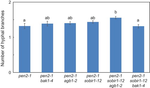 Figure 3. Quantitative analysis of number of hyphal branches of P. oryzae in Arabidopsis mutant plants.Number of P. oryzae hyphal branches of P. oryzae was measured at 72 hpi. Values are presented as mean ± standard error, n = 3 independent experiments. Bars with the same lowercase letters are not statistically significantly different (p > 0.05).