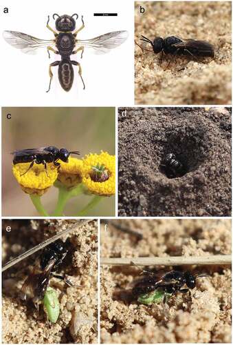 Figure 1. Adult Lindenius albilabris. (a) Male; (b–f) female.