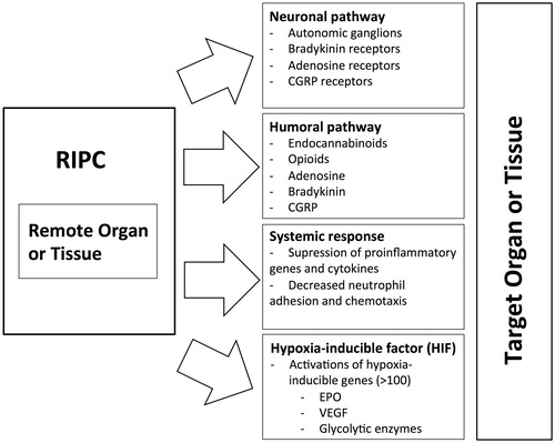 Figure 1. Mechanisms of RIPC.