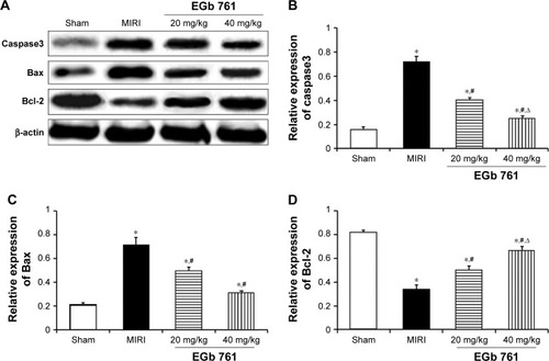 Figure 4 Effect of EGb 761 on myocardium Caspase3, Bax, Bcl-2 protein expression.