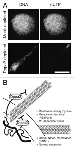 Figure 3. Dppa2 is required for nuclear shape and organized DNA replication. (A) Nuclei assembled in mock depleted and Dppa2-depleted Xenopus egg extracts were fixed at 60 min after release into interphase. DNA was visualized with Hoechst 33342 and replication by incorporation of 1 μM fluorescein labeled dUTP. Scale bar, 10 μm. (B) Chromatin-bound Dppa2 suppresses local microtubule assembly during nuclear formation. Microtubules play both positive (“+”) and negative (“–”) roles on nuclear formation.