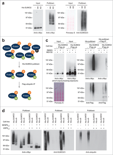 Figure 2. For figure legend, see page 1874. Figure 2 (See previous page). SUMO-ubiquitin co-modification of c-Myc. (A) Parental U2OS cells and U2OS cells expressing His-tagged SUMO2 or His-tagged SUMO2-K0 were incubated with MG132. A His pulldown was performed, followed by SDS-PAGE and immunoblotting using anti-c-Myc and anti-SUMO2/3 antibodies. Ponceau S staining was used as a loading control. (B) Cartoon depicting our strategy to identify co-modification of c-Myc by SUMO and ubiquitin. Lysates of cells expressing His-tagged SUMO2 in combination with Flag-tagged ubiquitin contained all modified and unmodified proteins. First, a His-SUMO2 pulldown was performed to enrich for SUMOylated proteins. Subsequently, the SUMO2 and ubiquitin co-modified proteins were selected from this sample via Flag-ubiquitin immunopurification (IP). (C) U2OS cells stably expressing His-SUMO2 and Flag-ubiquitin were treated for 6 hours with DMSO or the proteasome inhibitor MG132. Input samples were taken and a double purification was performed as described above. Input samples, single and double purified samples were separated by SDS-PAGE, transferred onto a membrane and incubated with antibodies to detect c-Myc or the Flag-tag. Equal amounts of starting material were used for the single purification and for the double purified sample, enabling a comparison of these samples. The asterisk represents a non-specific band. (D) U2OS cells stably expressing His-SUMO2 or His-ubiquitin were treated for 6 hours with the proteasome inhibitor MG132. A His pulldown was performed and samples were in vitro deSUMOylated and/or deubiquitylated, followed by SDS-PAGE and immunoblotting using anti-c-Myc, anti-SUMO2/3 or anti-ubiquitin antibodies.