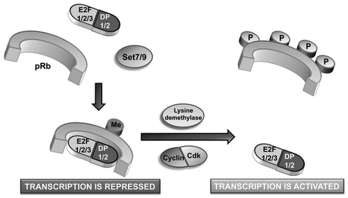 Figure 1 Model depicting the effect of methylation on Cdk-dependent growth control. Under conditions of DNA damage, pRb is methylated at K810 by Set7/9. This locks pRb in a hypophosphorylated, growth-arresting state, thereby limiting E2F target gene expression. Once the stress has been overcome, demethylase enzymes will remove the methyl mark, permitting pRb phosphorylation by cyclin/Cdk complexes. This will relieve cell cycle arrest by facilitating expression of E2F target genes.