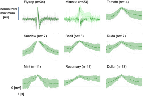 Figure 3. Library of electrical discharges from 9 plants. Robust flytrap (n = 34) and mimosa (n = 23) action potentials elicited by tactile stimuli. Mimosa recordings showed fast (n = 14, green) and slow (n = 9, light green) signals. Other plant recordings show putative wound potentials obtained through a flame stimulus. Depending on the stimulus, different data analysis was performed (see methods). Individual gray traces depict single experiments and green lines show the overall mean with the standard deviation as shaded areas. Horizontal dashed lines at 0 for reference after baseline subtraction. Vertical bar depicts the maximum of the normalized responses. au = arbitrary units.