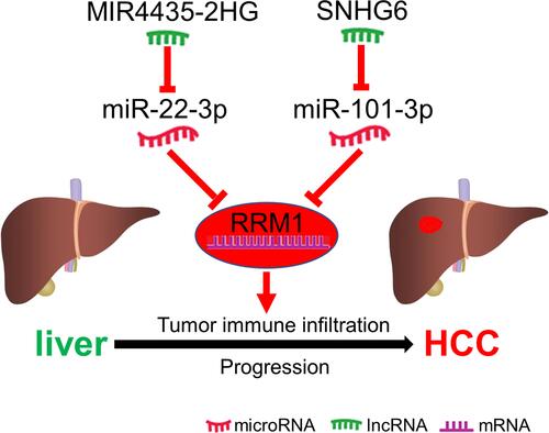 Figure 8 The network mode of RRM1 co-regulated by MIR4435-2HG/miR-22-3p and SNHG6/miR-101-3p in hepatocarcinogenesis.