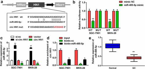 Figure 3. Circ-HN1 sponged miR-485-5p. (a) Potential of the combination of miR-485-5p and the designed circ-HN1 MUT. (b) GC-7901 and MKN-28 cells were co-transfected mimic plasmids and circ-HN1 MUT/WT, and the luciferase activity was evaluated. (c) Circ-HN1 expression was detected by RT-qPCR in GC cells transfected with si-circ-HN1 and circ-HN1. (d) The RNA pull-down assay was conducted using RT-qPCR with input, biotin-nc and biotin-miR-485-5p. (e) MiR-485-5p expression was evaluated in GC tissues and para-carcinoma tissues using RT-qPCR. **P < 0.01. *P < 0.05.