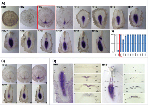Figure 1. HoxB1 expression patterns. (A) HoxB1 gene expression evaluated by in situ hybridization during early chick development. (B) Representation of the percentage of embryos that display HoxB1 expression. Numbers indicate the experimental N. Red boxes highlight the developmental stage where over 50% of the tested embryos present HoxB1 staining. (C) In situ hybridization images obtained with increasing times of staining, evidencing graded nature of HoxB1 expression. (D) Transverse section analysis of HoxB1 expression patterns in different developmental stages. hn – Hensen's node; ps – primitive streak; epi – epiblast; hyp – hypoblast; hf – head fold; nt – neural tube; s – somite; psm – presomitic mesoderm; fg – foregut; nc – notochord; ect – ectoderm; end – endoderm.