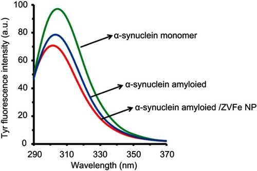 Figure 3 Effect of zero valent iron (ZVFe) NPs on conformational changes of α-synuclein as detected by tyrosine fluorescence assay after 45 h.