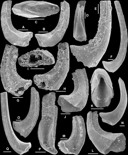 Fig. 8 Protopanderodus gradatus Serpagli, 1974. A–C, Sa element, AMF.135027, YTH1, A, B, lateral views (IY61–031, IY61–032), C, basal view (IY61–030). D–F, Sb element; D, AMF.135028, AFI981, posterior view (IY56–002); E, AMF.135029, THH11, outer lateral view (IY120–031); F, AMF.135030, AFI980, inner lateral view (IY120–041). G–I, Sc element, AMF.135031, THH10, G, inner lateral view (IY120–023), H, outer lateral view (IY120–022), I, basal view (IY120–021). J–L, Sd element, AMF.135032, YTH5, J, inner lateral view (IY121–024), K, basal view (IY121–023), L, outer lateral view (IY121–025). M, Pb element, AMF.135033, AFI980, inner lateral view (IY57–008). N–Q, Pa element; N, AMF.135034, WHC31, outer lateral view (IY121–017); O–P, AMF.135035, YTH4, O, inner lateral view (IY61–045), P, basal view (IY61–043); Q, AMF.135036, WHC31, inner lateral view (IY121–016). Scale bars=100 μm.