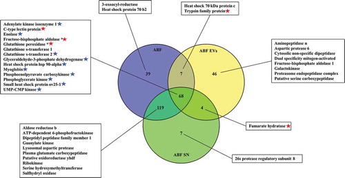 Figure 7. Venn diagram of proteins associated with Ascaris suum adult body fluid (ABF) EVs, ABF and ABF supernatant (SN). A selection of identified proteins are listed (the full list can be found in Supplementary Table 4 (.xls)). Significant in SN, Significant in EV.