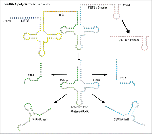 Figure 1. Overview of identified RNA fragments derived from tRNA transcripts. Various stable RNA molecules originate from mature tRNA [5’ and 3’ tRNA halves, 5’ and 3’ tRNA-derived fragments (tRFs)] and pre-tRNA transcript [3’external transcribed spacer (3’ETS) or 3’ trailer]. The 5’ and 3’ tRNA halves derive from both 5’ and 3’ sides of mature tRNA after cleavage at the close vicinity of the anticodon. The 5’ and 3’ tRFs originate from cleavage in the D-loop and T-loop, respectively. Recent findings describe internal transcribed spacers (ITS) as putative functional RNA molecules; however, there is still no evidence of free stable ITS in the cell.