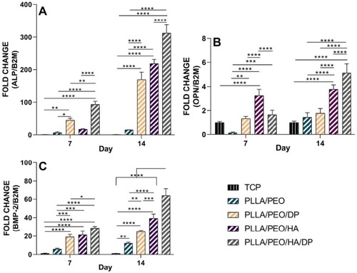 Figure 9 Effect scaffolds containing HA and DPs on the expression osteogenic markers by hASCs at days 7 and 14. Relative gene expression (A) ALP, (B) OPN and (C) BMP-2 by qRT-PCR, results were expressed as a mean ± SD.Notes: *P < 0.05, **P < 0.01, ***P < 0.001 and ****P < 0.0001.