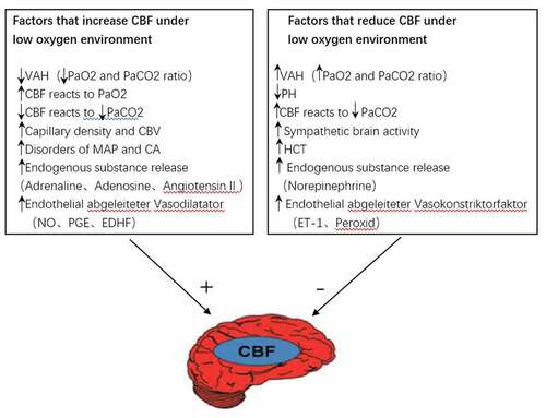 Figure 1. Factors influencing the changes of CBF in a hypoxic environment.