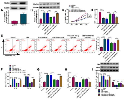 Figure 7 MiR-197-3p attenuates CSE-induced apoptosis, inflammation and oxidative stress in 16HBE cells by targeting FBXO11. (A) Western blot analysis of FBXO11 protein level in 16HBE cells transfected with FBXO11 or pcDNA. (B–I) 16HBE cells were pretreated with 3% CSE for 24 h, followed by transfection with miR-NC, miR-197-3p, miR-197-3p + pcDNA, miR-197-3p + FBXO11. (B) Western blot analysis of FBXO11 protein level in 16HBE cells. (C) CCK-8 assay for 16HBE cell viability. (D) EDU assay for the DNA replication of 16HBE cells. (E) Flow cytometry for 16HBE cell apoptosis. (F) ELISA analysis for the levels of IL-1β and TNF-α in 16HBE cells. (G and H) Detection of MDA and SOD levels in 16HBE cells using commercial kits. (I) Western blot analysis of Bax and Bcl-2 protein levels in 16HBE cells. *P<0.05, **P<0.01, ***P<0.001, ****P<0.0001.