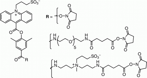 Figure 1.  Structures of chemiluminescent acridinium dimethylphenyl ester labels containing N-sulfopropyl groups in the acridinium ring that are used in automated immunoassays in Siemens Healthcare Diagnostics' ADVIA:Centaur® systems Citation1–3.