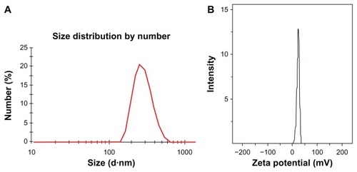 Figure 3 Characteristics of magnetic nanoparticles. Size distribution (A) and zeta potential (B) of LTVSPWY-PEG-CS-modified magnetic nanoparticles obtained by dynamic light scattering.Abbreviations: PEG, poly(ethylene glycol); CS, chitosan.