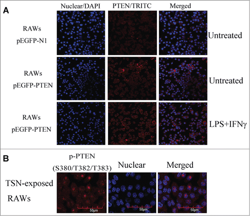 Figure 4. Up-regulating NHERF-1 increased PTEN binding to plasma membrane. (A) TSN-exposed RAWs with different treatment were fixed and stained on glass cover slips. The distribution of PTEN (red) in cells was analyzed by confocal microscopy. DAPI, blue. (B) The indicated p-PTEN was determined in nucleus of TSN-exposed RAWs by immunofluorescence analyses.