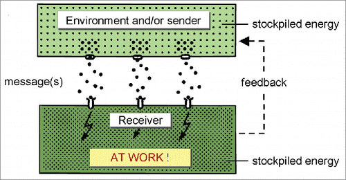 Figure 7. The sender-receiver is the basic unit of architecture and functioning of any living system. From ref. Citation5.