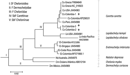 Figure 1. Philogenetics tree obtained using the algorithms máxima verosimilitud (MV), used complete mitogenomes. The topology of the tree shows correct associations between turtles forming corresponding relationships between subfamilies (SbF), families (F), and superfamilies (SF).