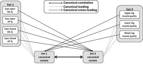 Figure 1. A conceptual diagram of the canonical correlation analysis using the canonical correlation between set 1 and set 3 as an example.ML: medio-lateral, AP: anterio-posterior, Df: fractal dimension.