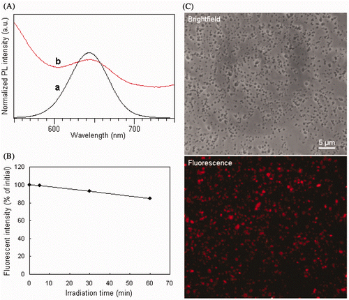 Figure 5. (Colour online) (A) PL spectra of QDs (a) before and (b) after being adsorbed onto the EC–Fe3O4 nanospheres. (B) Stability of EC–Fe3O4–QD nanospheres with continuous excitation of 365 nm over time. (C) Brightfield and true-colour fluorescent images of the EC–Fe3O4–QD nanospheres. The sample was the same as that shown in Figure 4(B, B′).