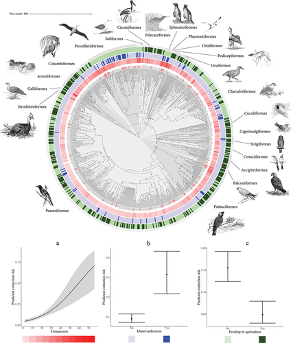 Figure 2. Consensus phylogeny tree of Australian core bird species (excluding introduced and vagrants) constructed by 50% majority-rule. Inner (and outer) grey shading is used to distinguish the 22 taxonomic orders (Table S3 contains the name of each species in the illustrations and their artists). Threatened (Vulnerable, Endangered, and Critically Endangered) species names are labelled in red. Raw values of (a) uniqueness (inner ring in red), (b) island endemism (middle ring in blue), and (c) feeding in agriculture (outer ring in green), as the most important explanatory variables in 2020 with phylogeny control by phylogenetic generalised linear mixed models (PGLMM), are shown as coloured stripes for each species. Predicted extinction risk of the bird species is plotted for each variable, using the IUCN Red List categories as response (‘1’ = threatened). Grey ribbon and error bars indicate 95% confidence intervals (CI) around the mean predictions. The zoomable tree is available in colour at https://itol.embl.de/shared/olahgy, with values of consensus support (%) on the branches based on the 1,000 trees used in the analyses.